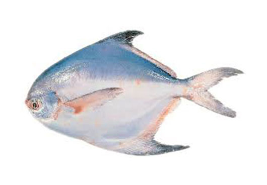 Dish Image